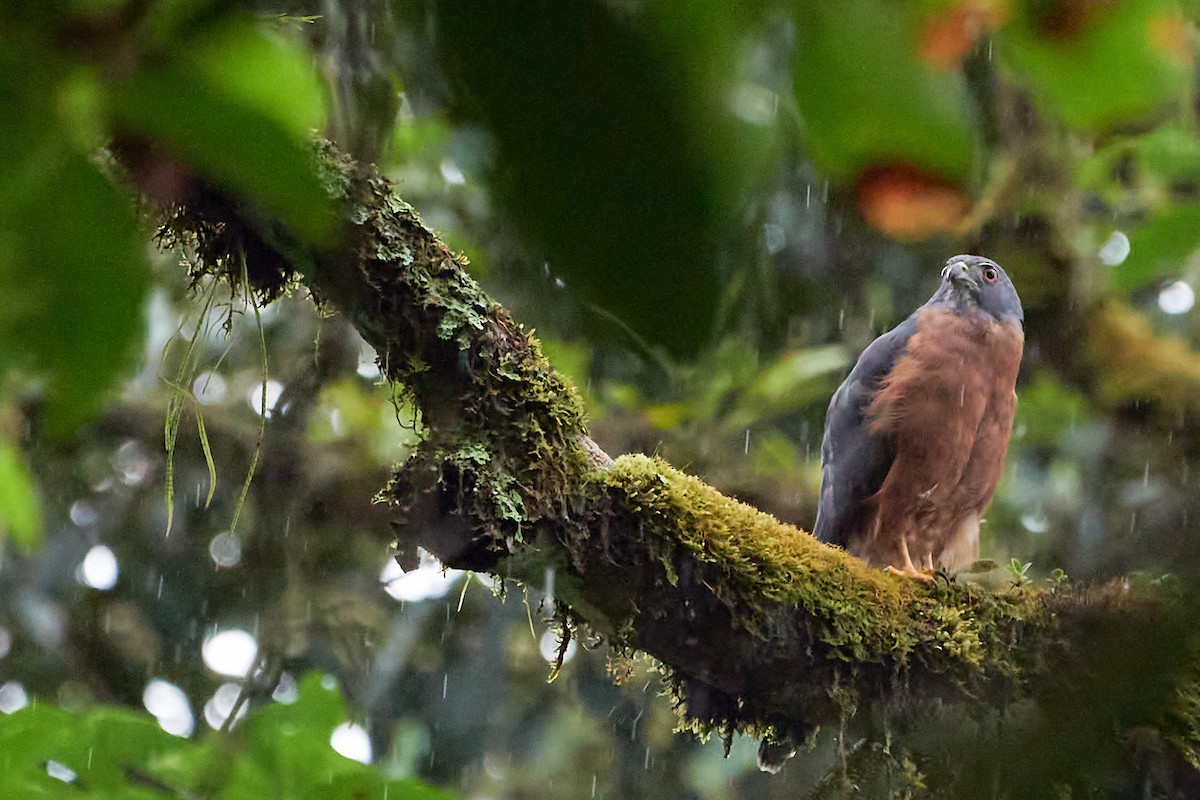 Double-toothed Kite - ML612186003