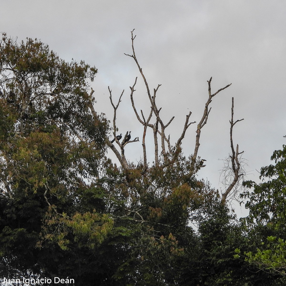 Blue-throated Piping-Guan - ML612186039