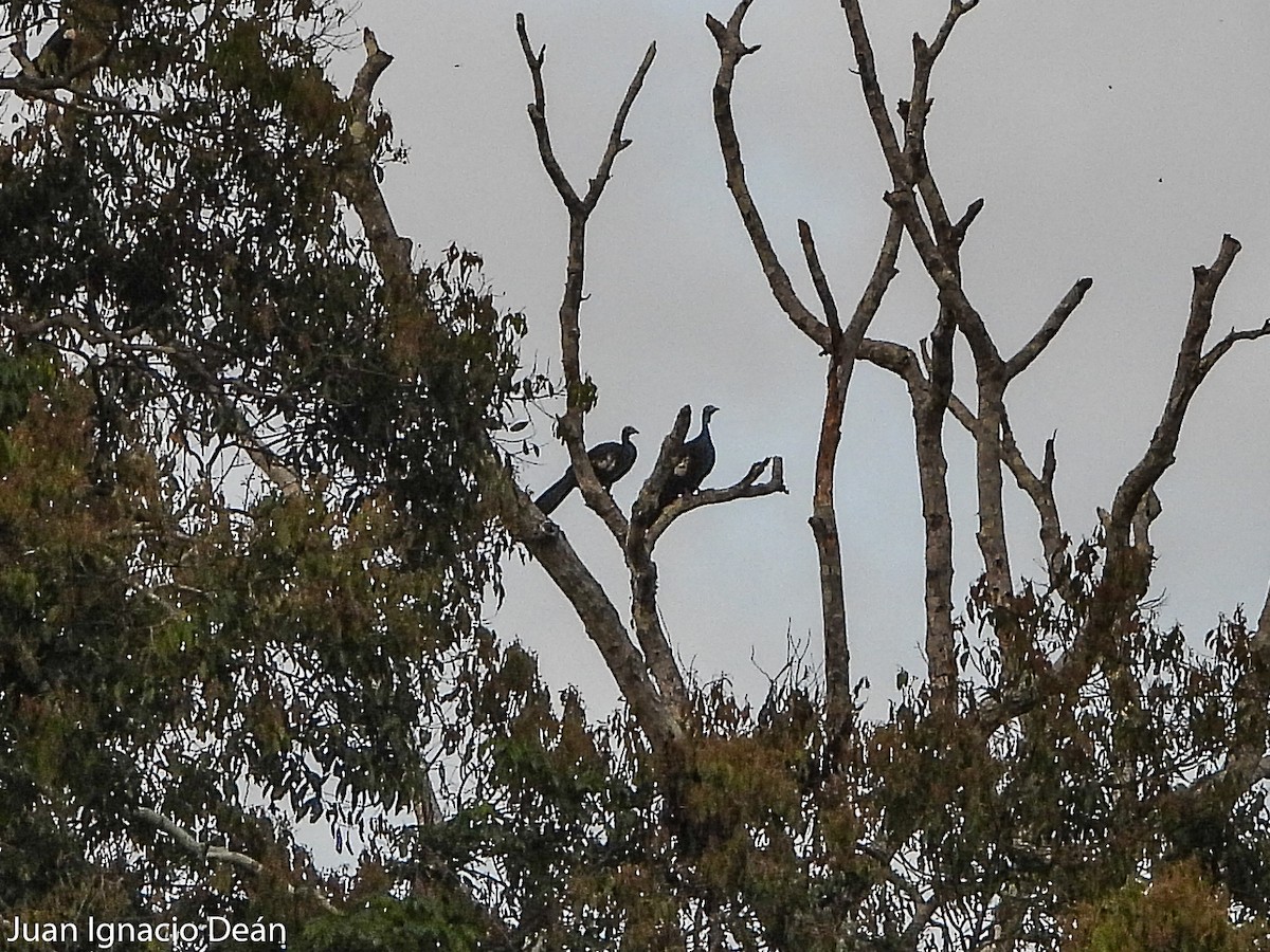 Blue-throated Piping-Guan - Juan I. Deán