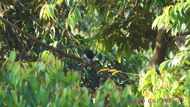 Black-breasted Puffbird - ML612186052