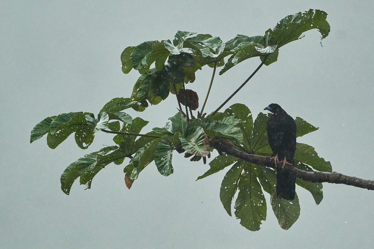 Wattled Guan - ML612186086