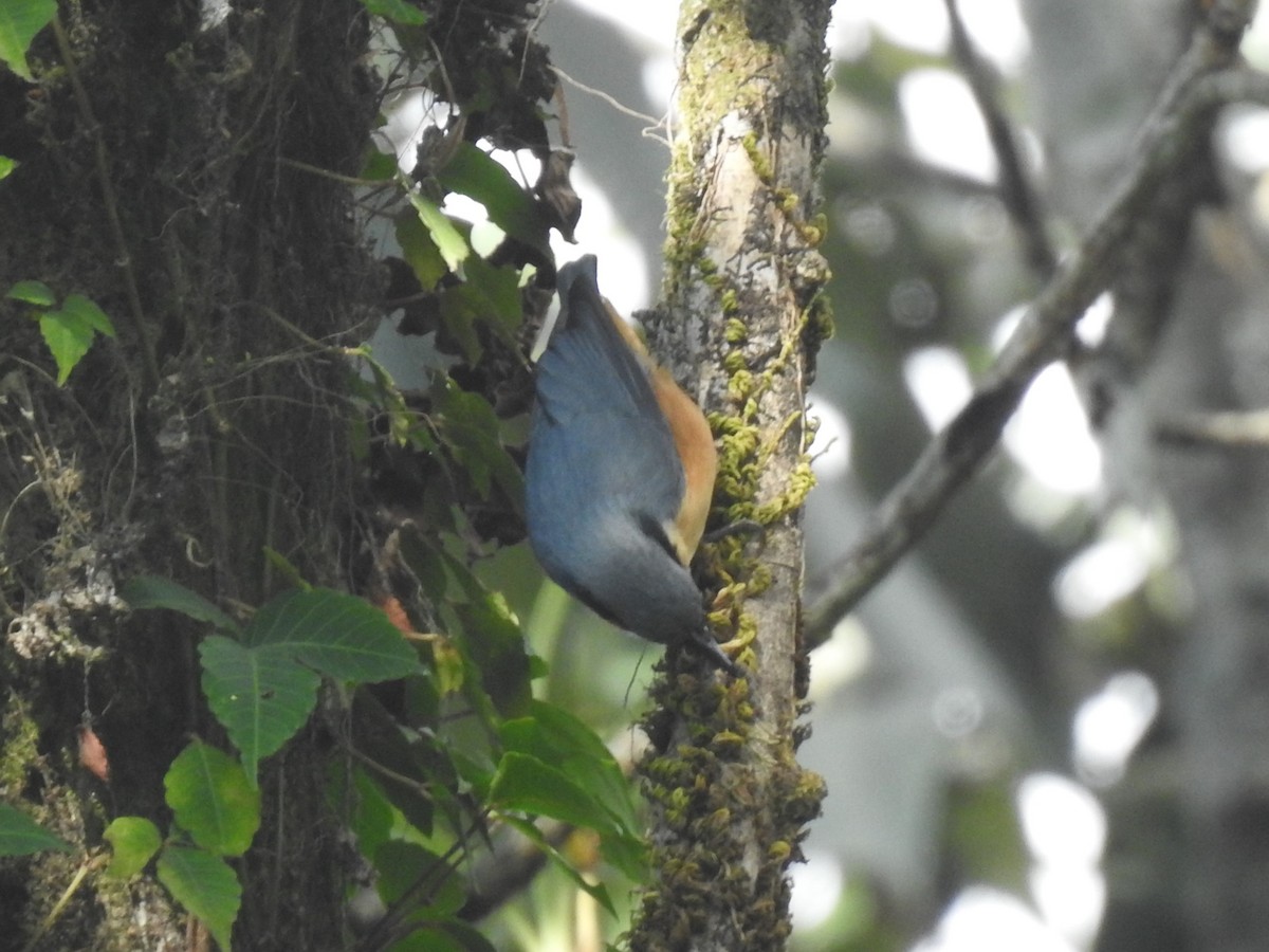 White-tailed Nuthatch - ML612186199