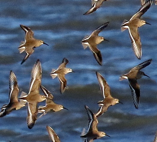 Semipalmated Sandpiper - Harvey  Tomlinson