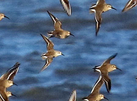 Semipalmated Sandpiper - ML612186217