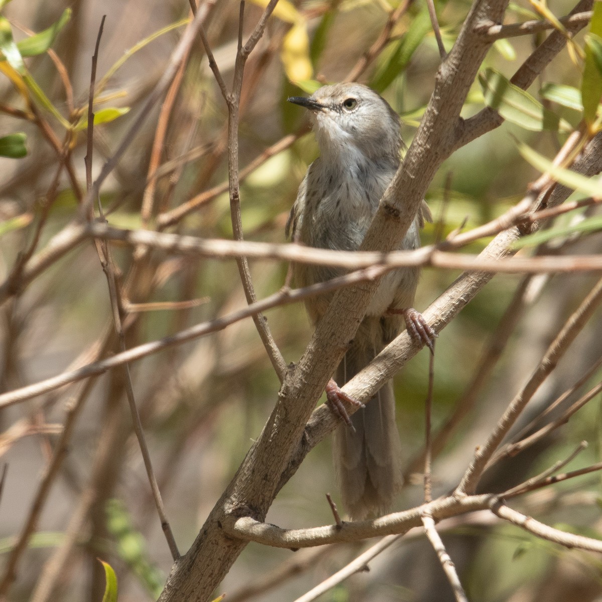 Prinia Namaqua - ML612186320