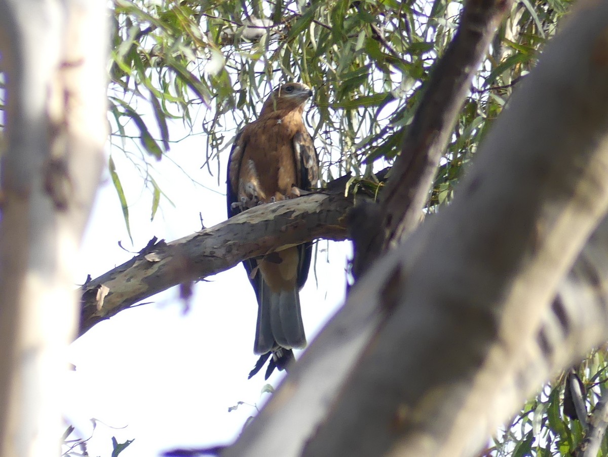 Square-tailed Kite - Peter Yendle