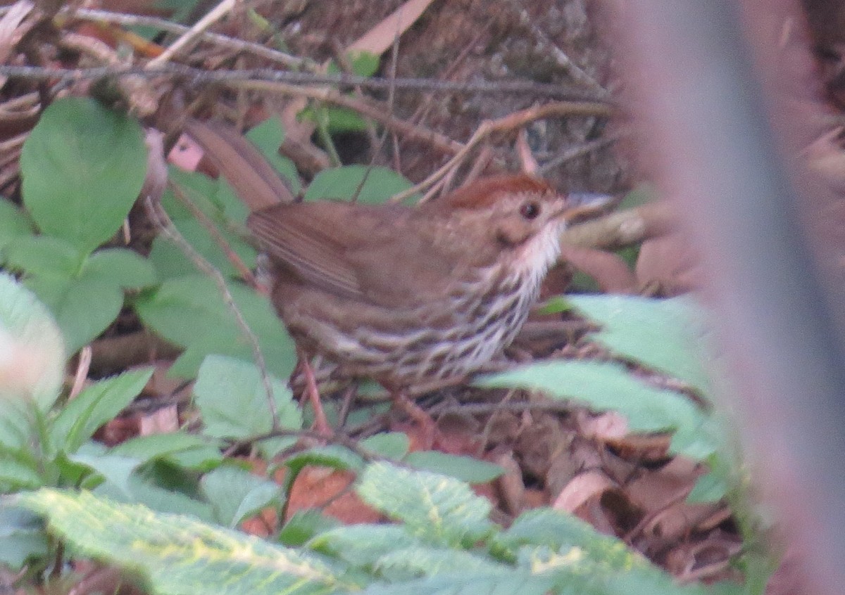 Puff-throated Babbler - ML612186471