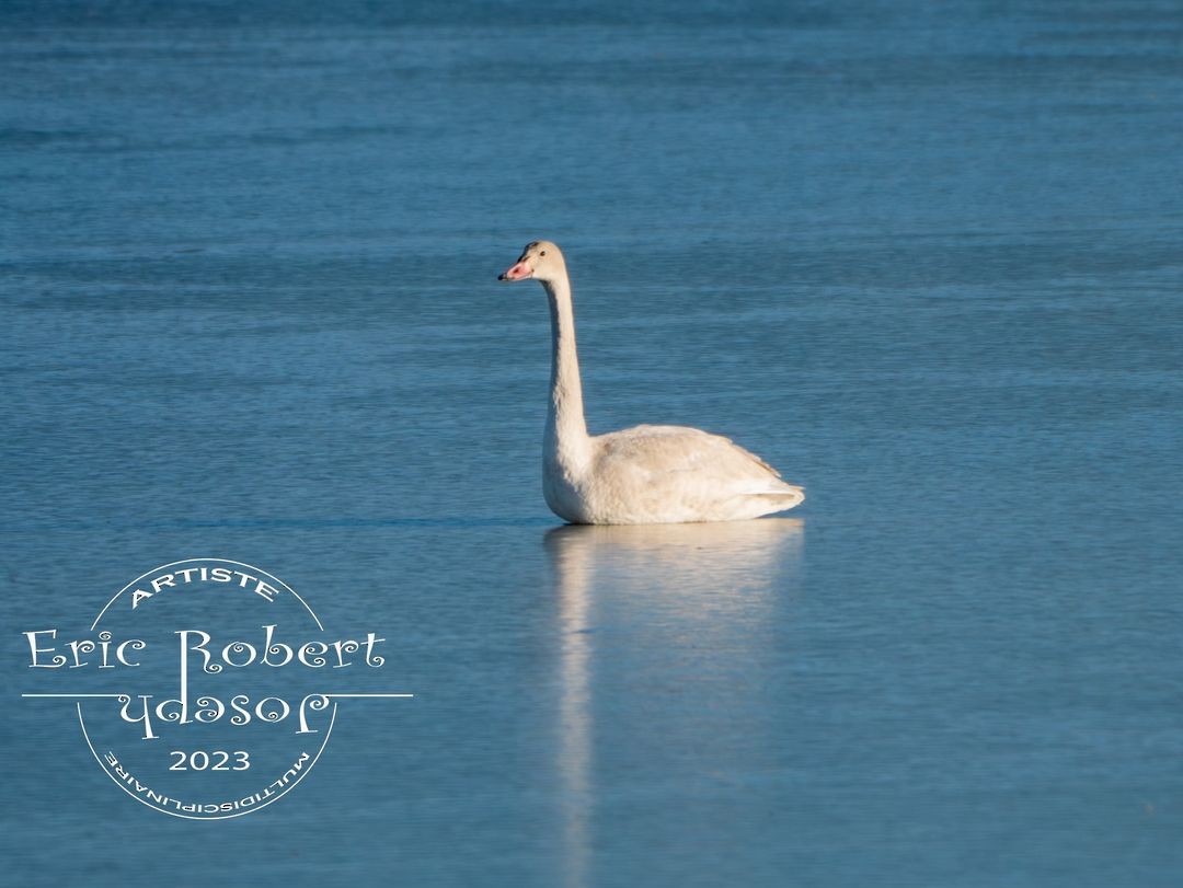 Tundra Swan - Études des populations  d'oiseaux du Québec