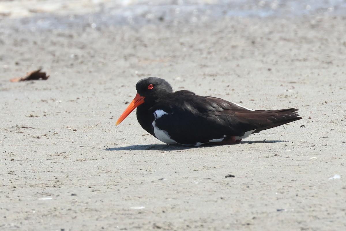 Pied Oystercatcher - Dave Bakewell
