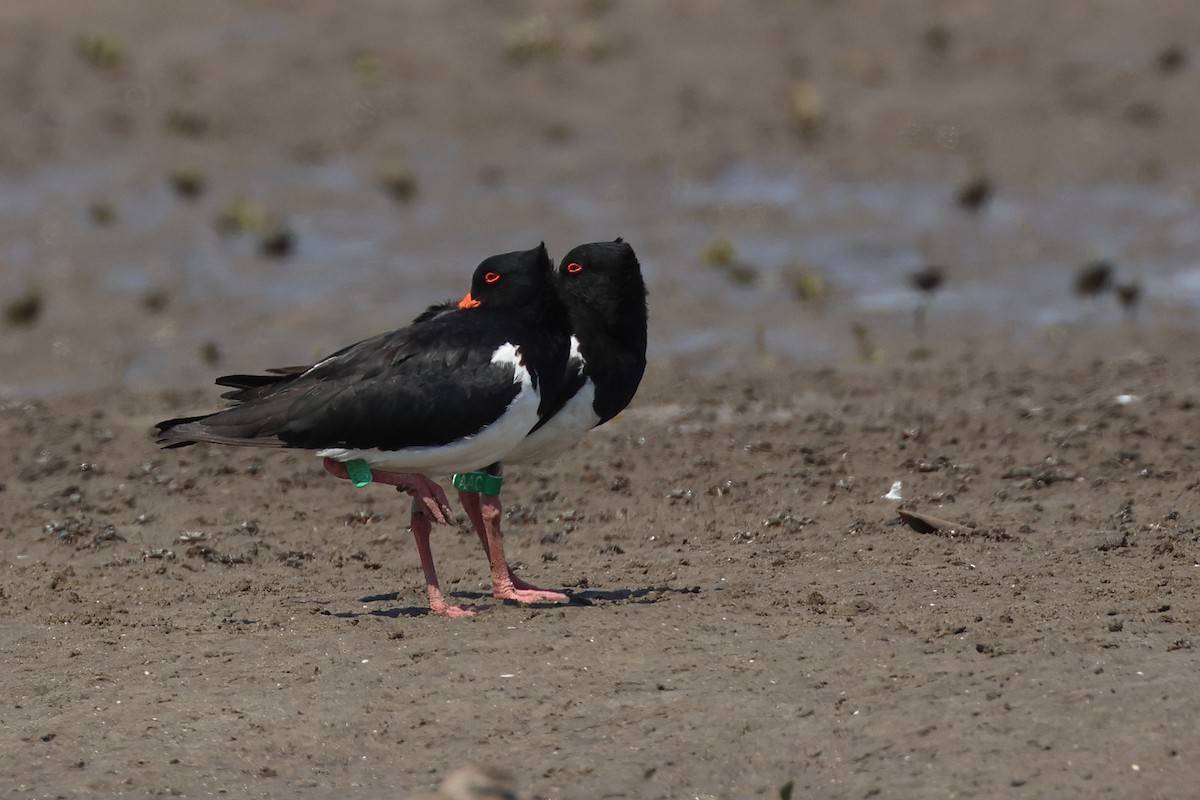 Pied Oystercatcher - Dave Bakewell