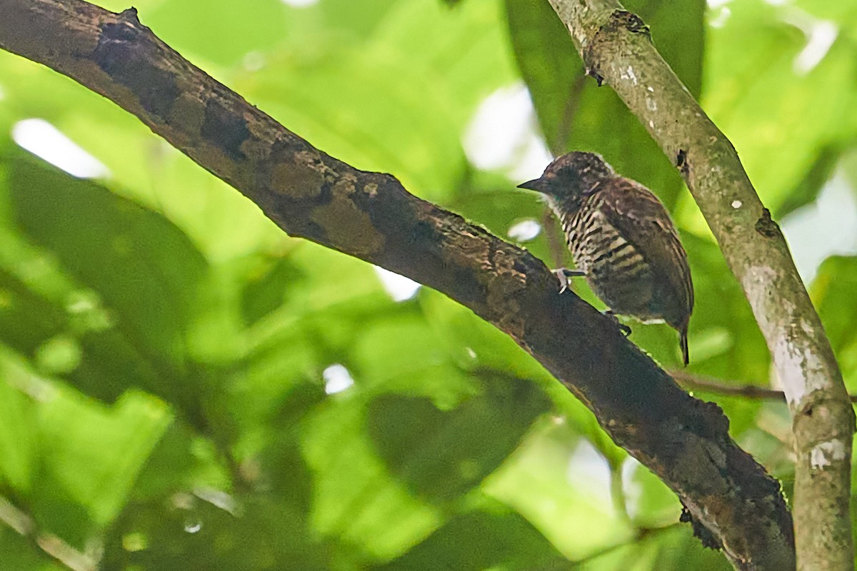 Lafresnaye's Piculet - ML612186706