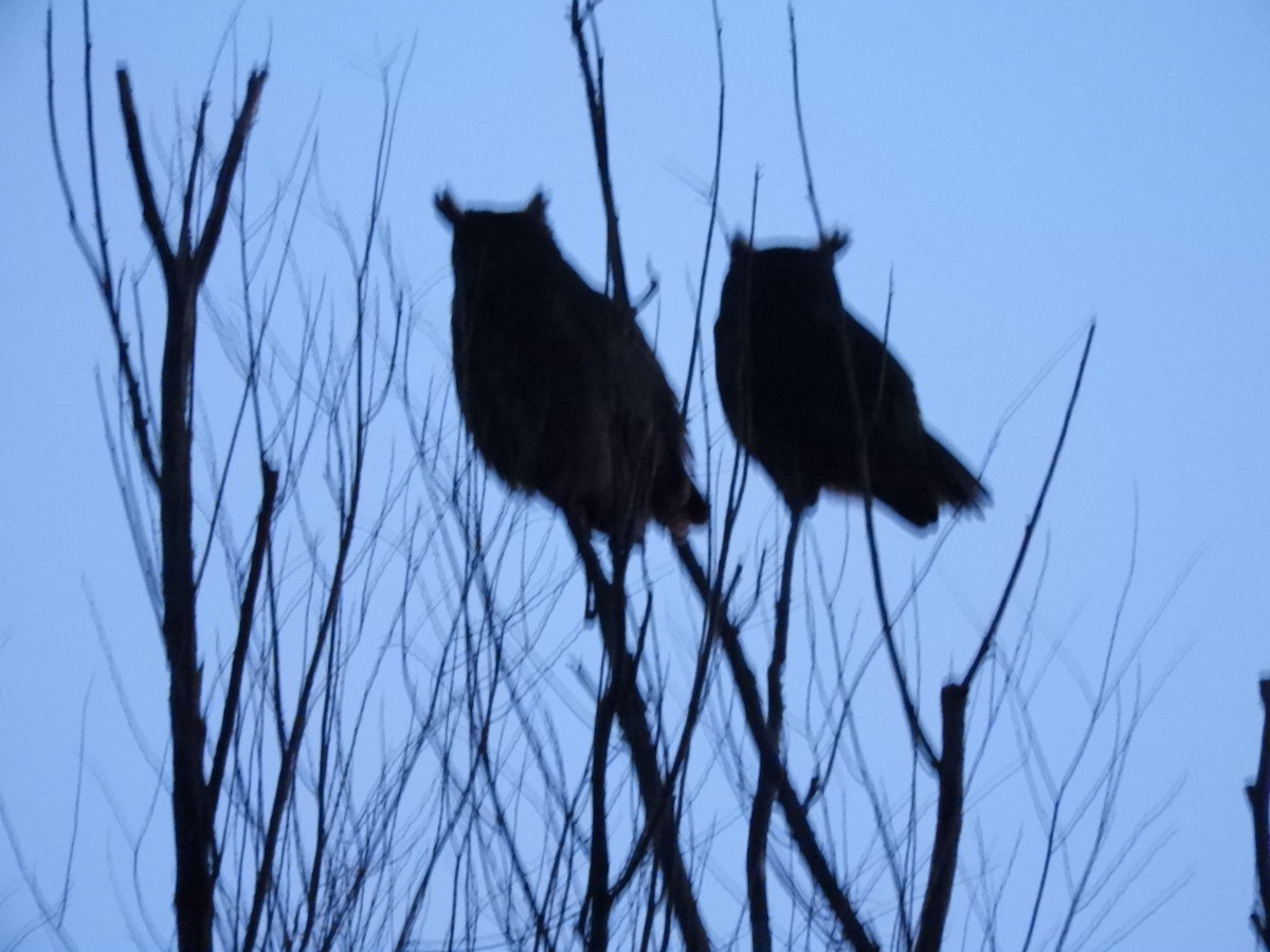 Great Horned Owl - ML612186778