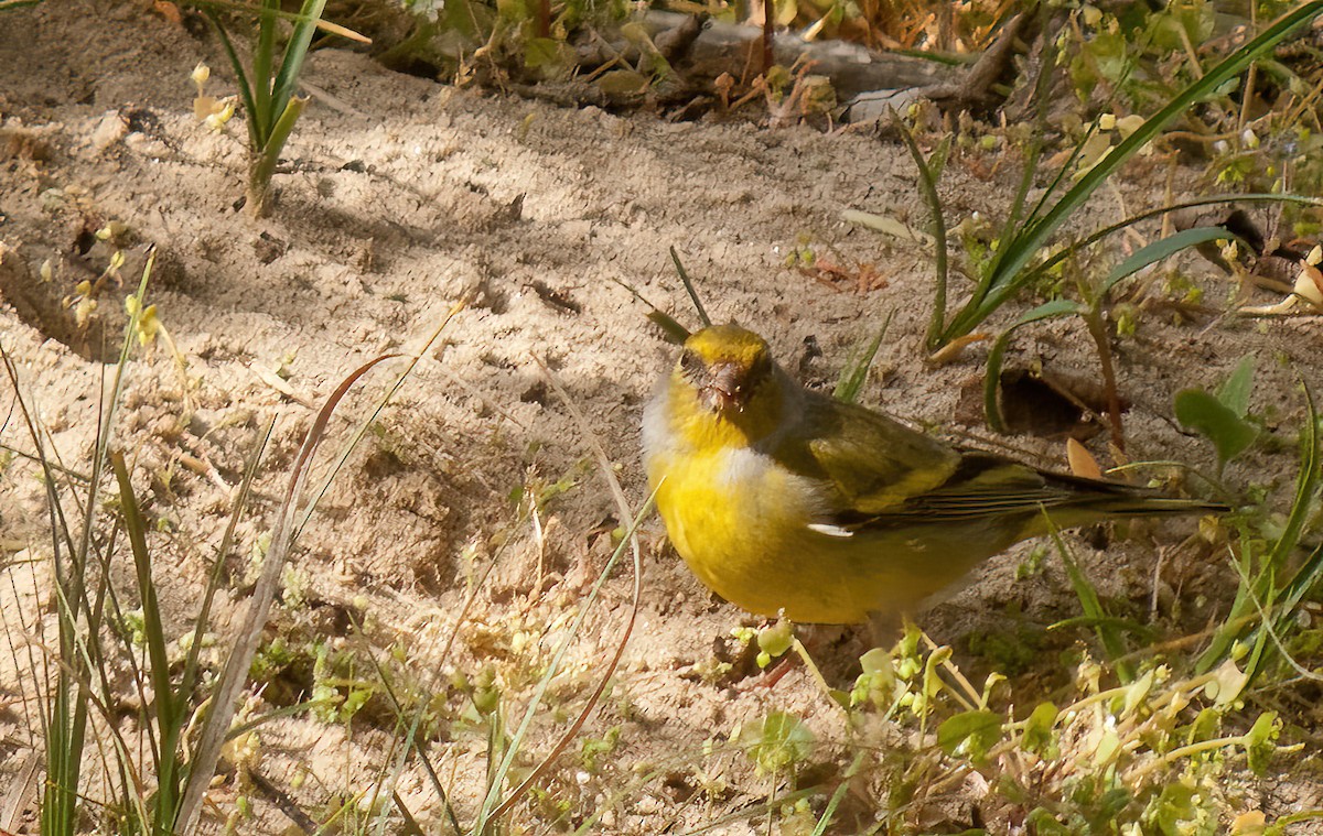 Citril Finch - ML612186795