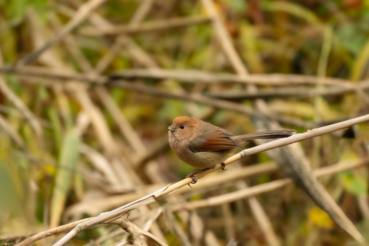 Vinous-throated Parrotbill - ML612186861