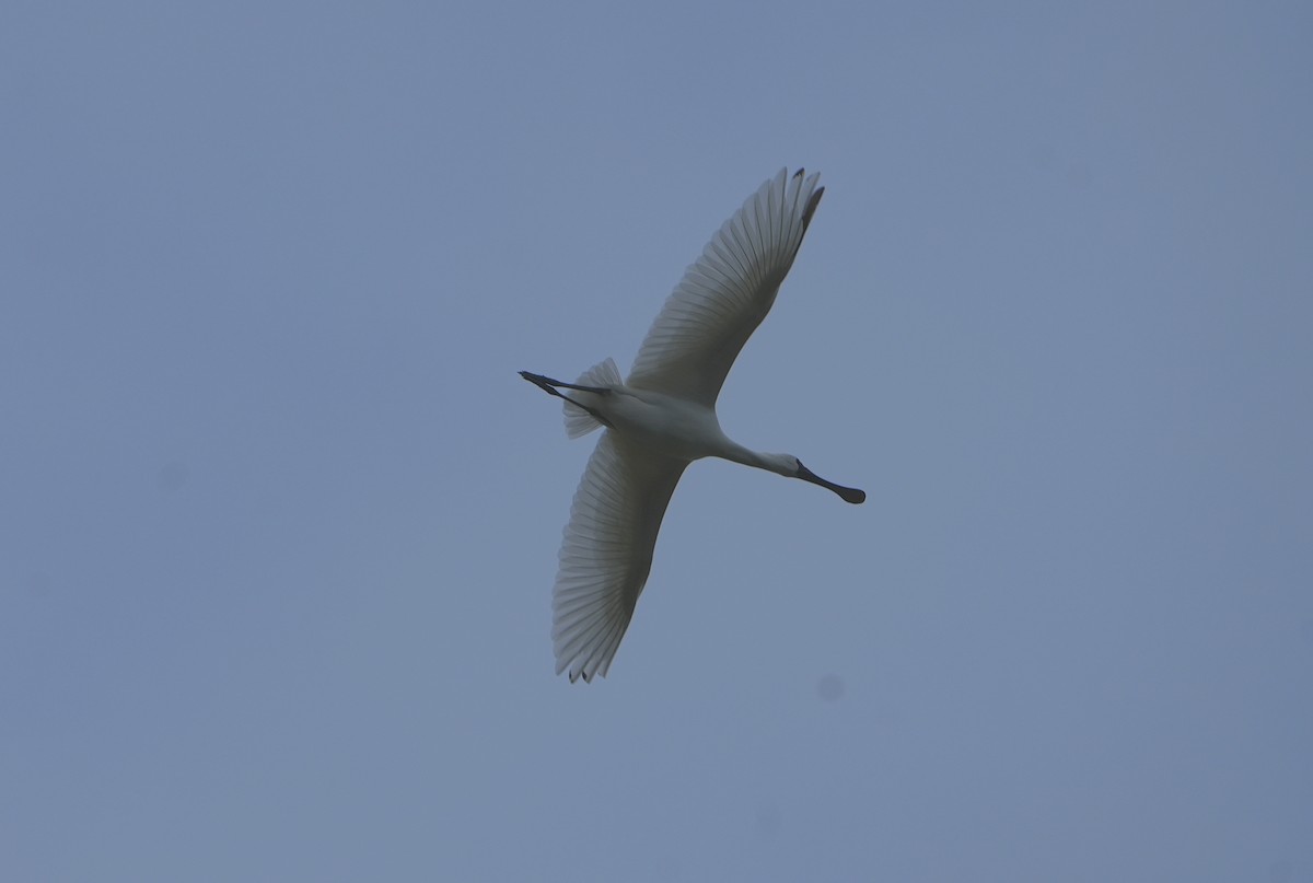 Black-faced Spoonbill - ML612186865