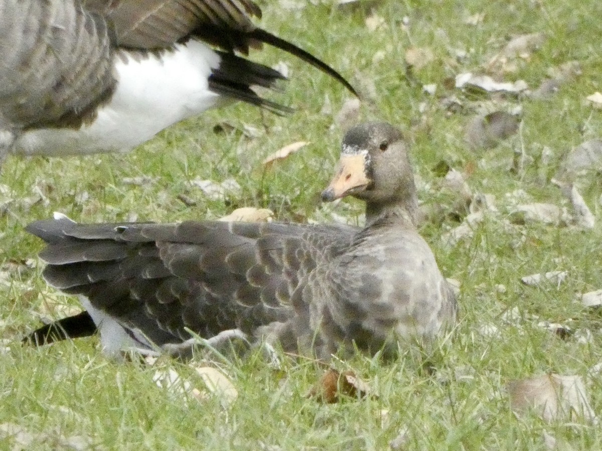 Greater White-fronted Goose - ML612186896