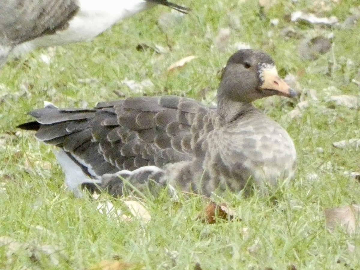Greater White-fronted Goose - ML612186897