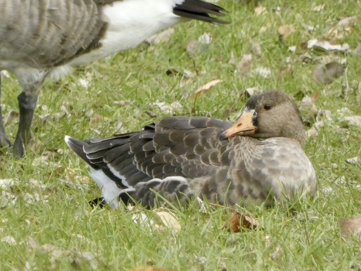 Greater White-fronted Goose - ML612186898