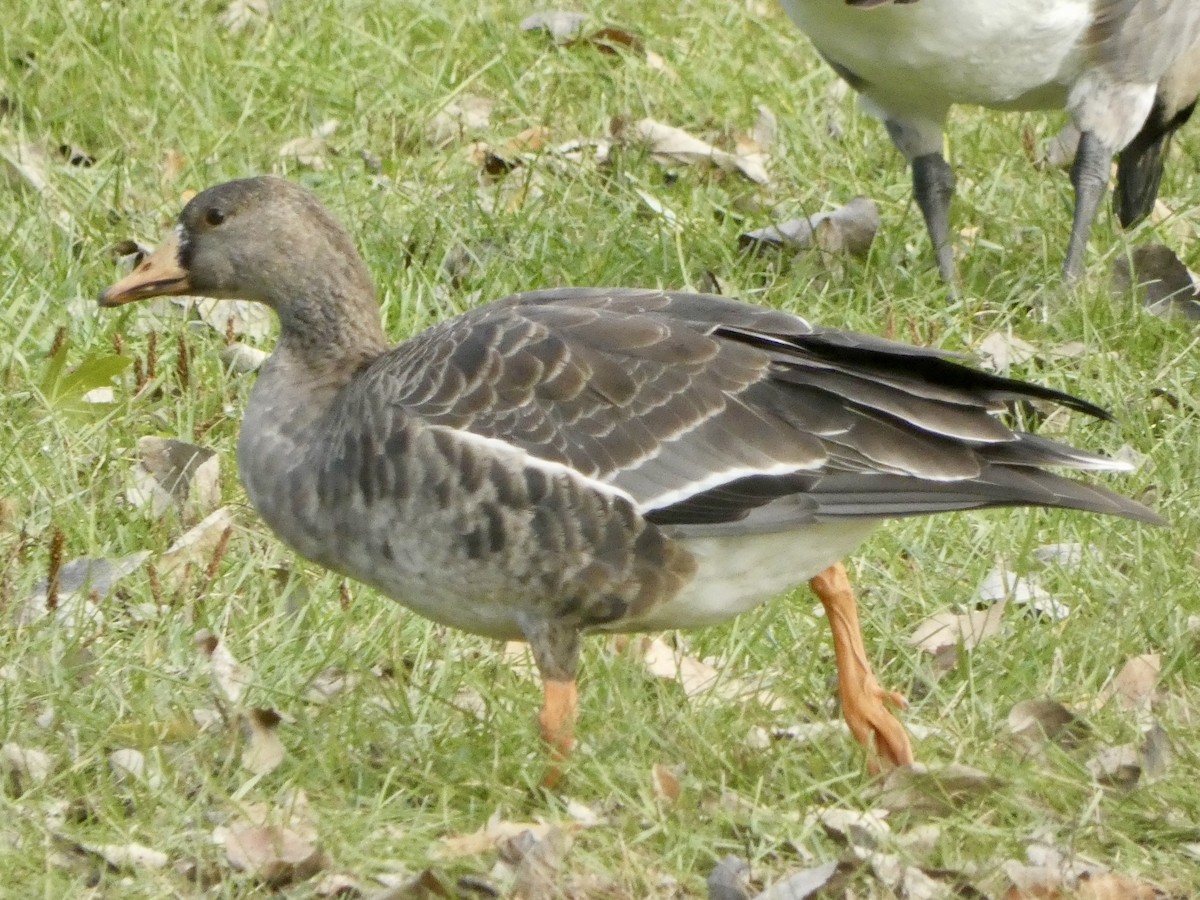 Greater White-fronted Goose - ML612186899