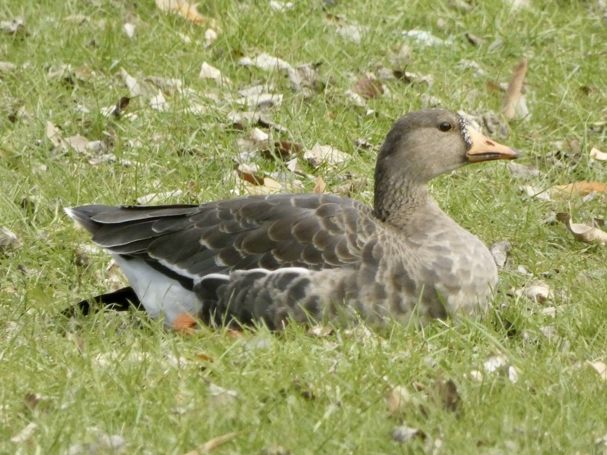 Greater White-fronted Goose - ML612186901
