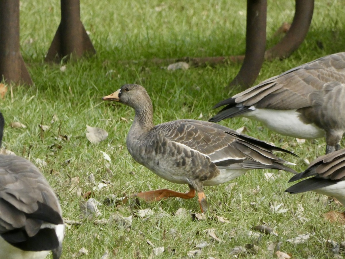 Greater White-fronted Goose - ML612186902