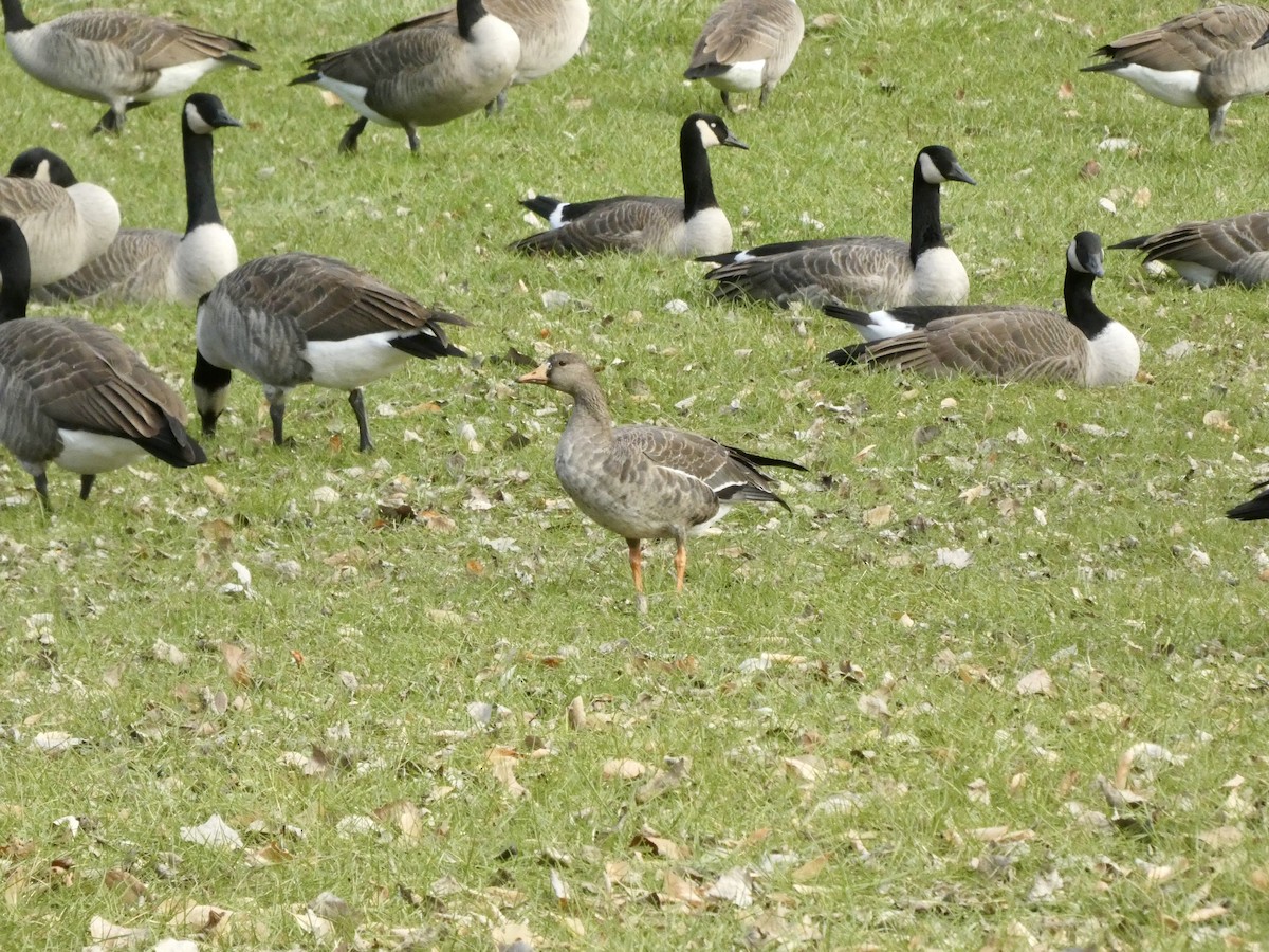 Greater White-fronted Goose - ML612186903