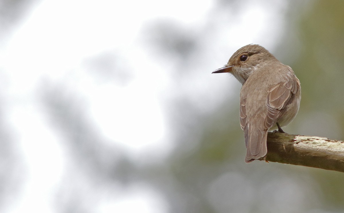 gråfluesnapper (striata gr.) - ML612186907