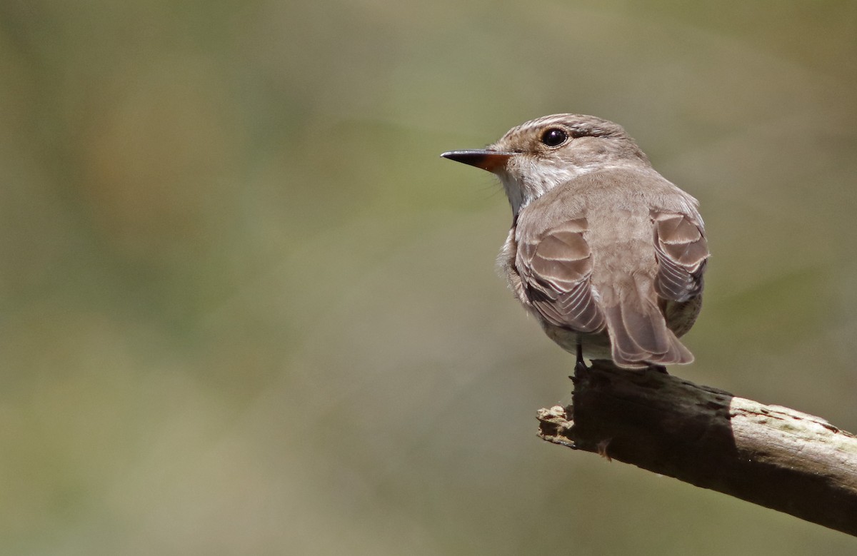 Spotted Flycatcher (Spotted) - ML612186910