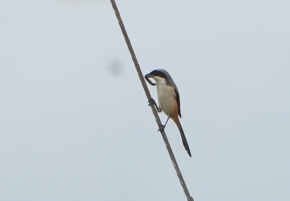 Long-tailed Shrike (schach) - ML612186942