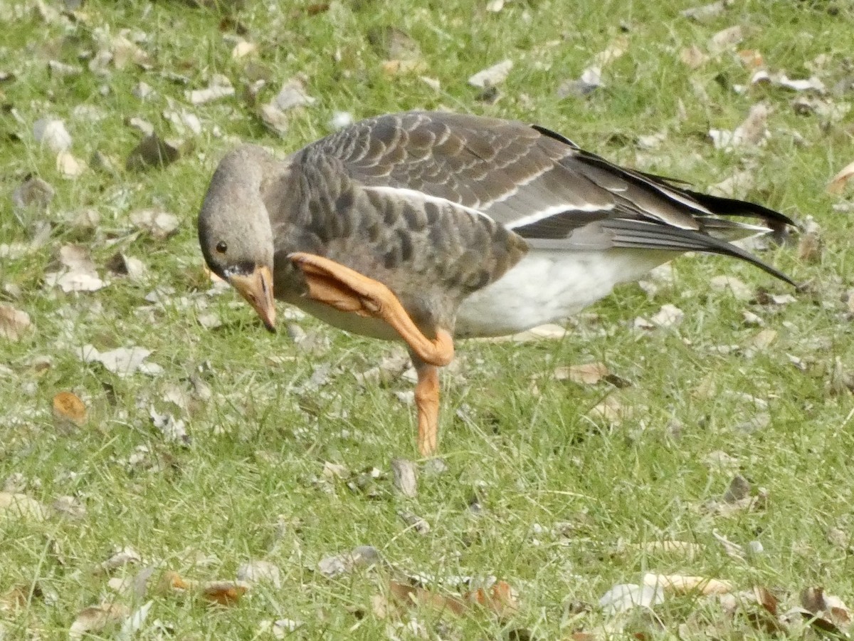 Greater White-fronted Goose - ML612186966