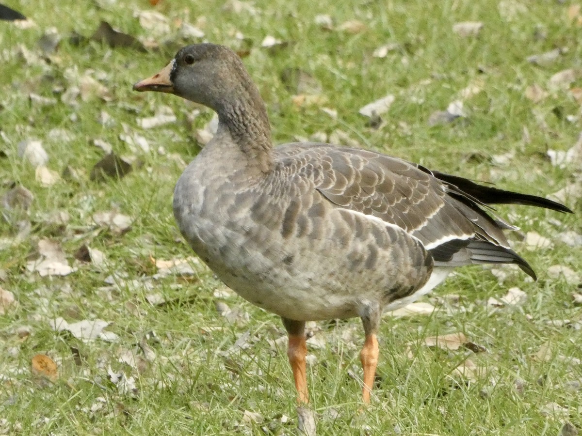 Greater White-fronted Goose - ML612186967