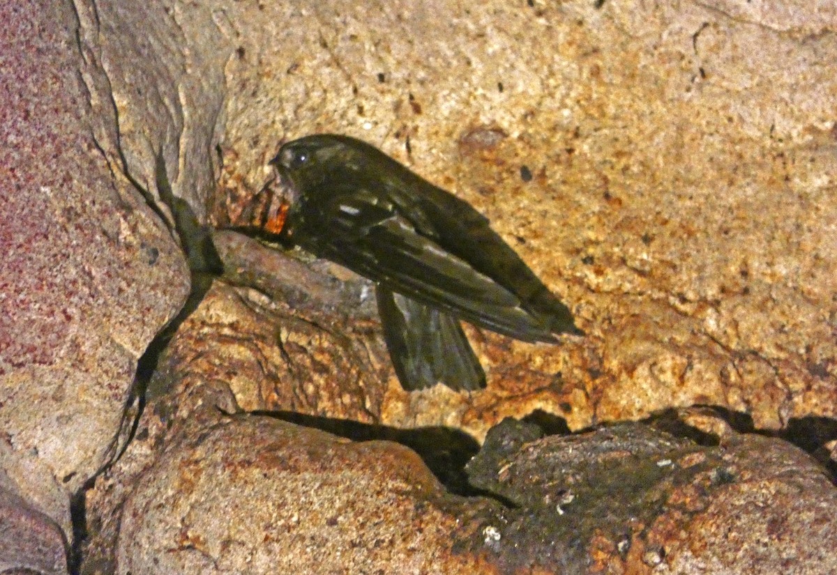 Black-nest Swiftlet - ML612187016