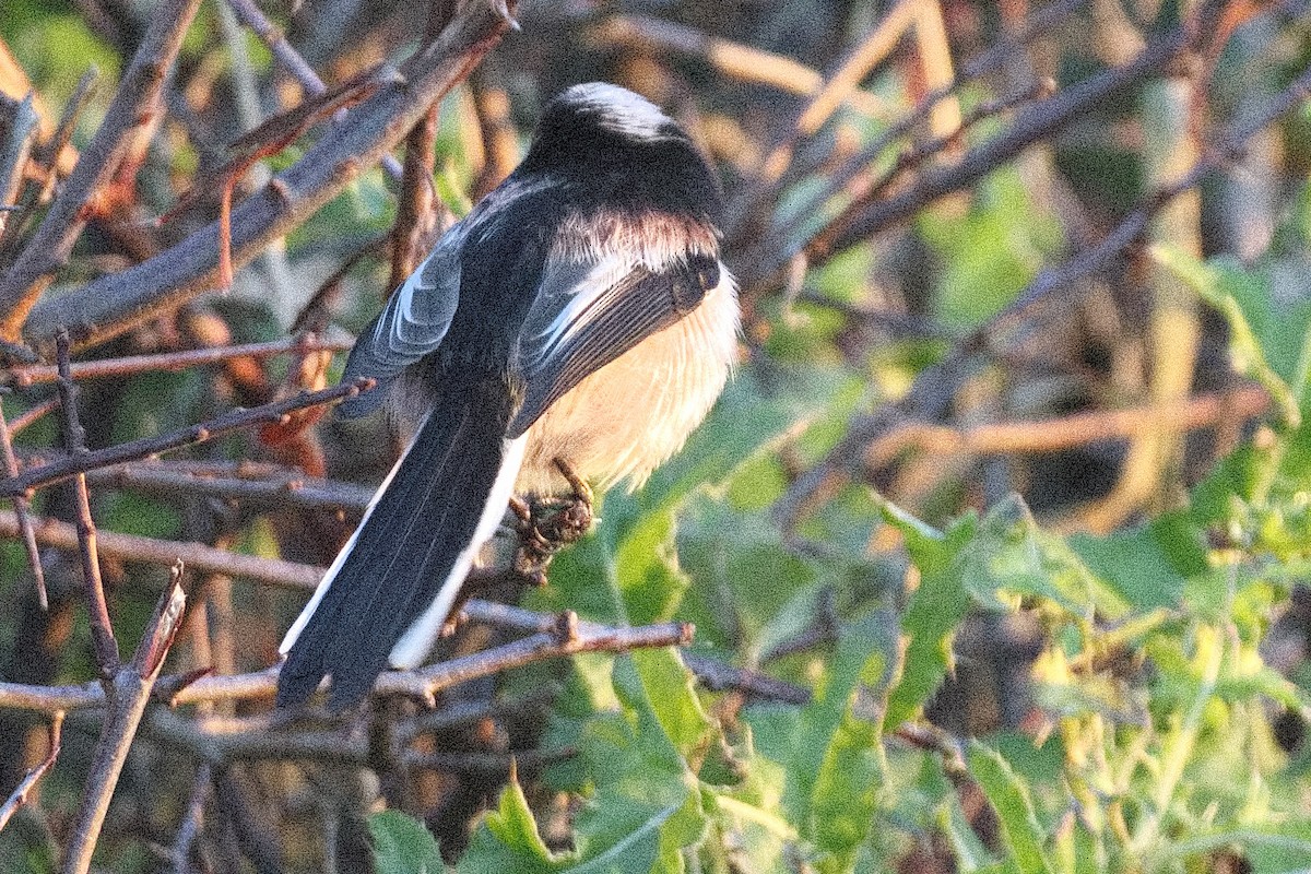 Long-tailed Tit - Bruce Kerr