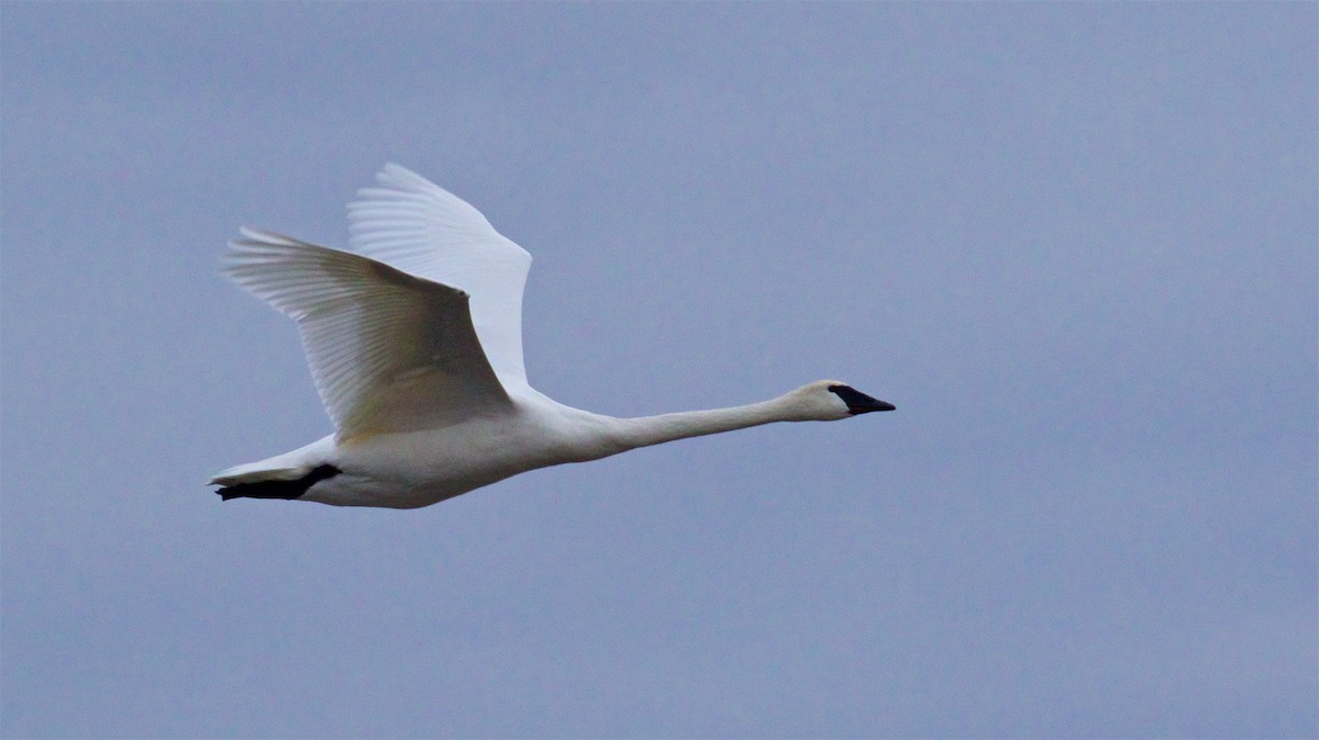 Trumpeter Swan - Ed Harper