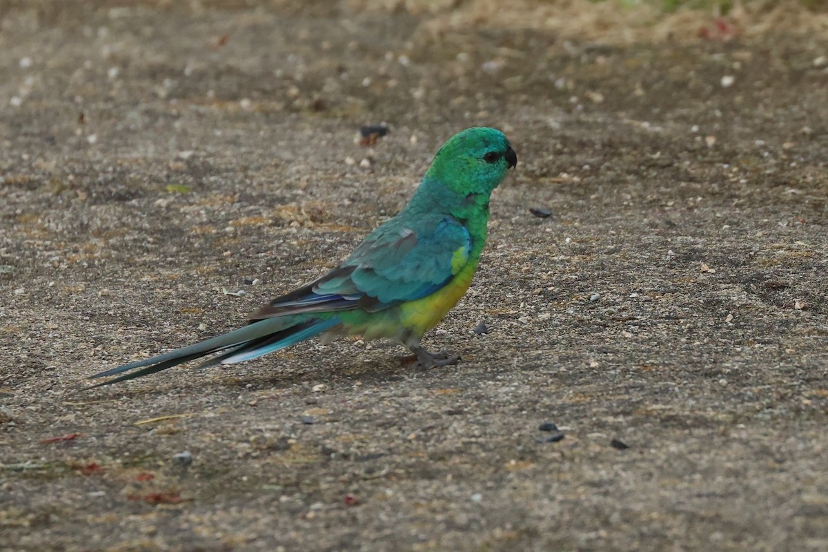 Red-rumped Parrot - ML612187114