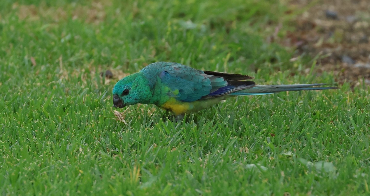 Red-rumped Parrot - ML612187116