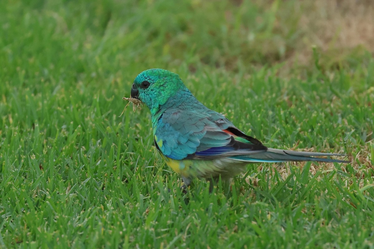 Red-rumped Parrot - ML612187117