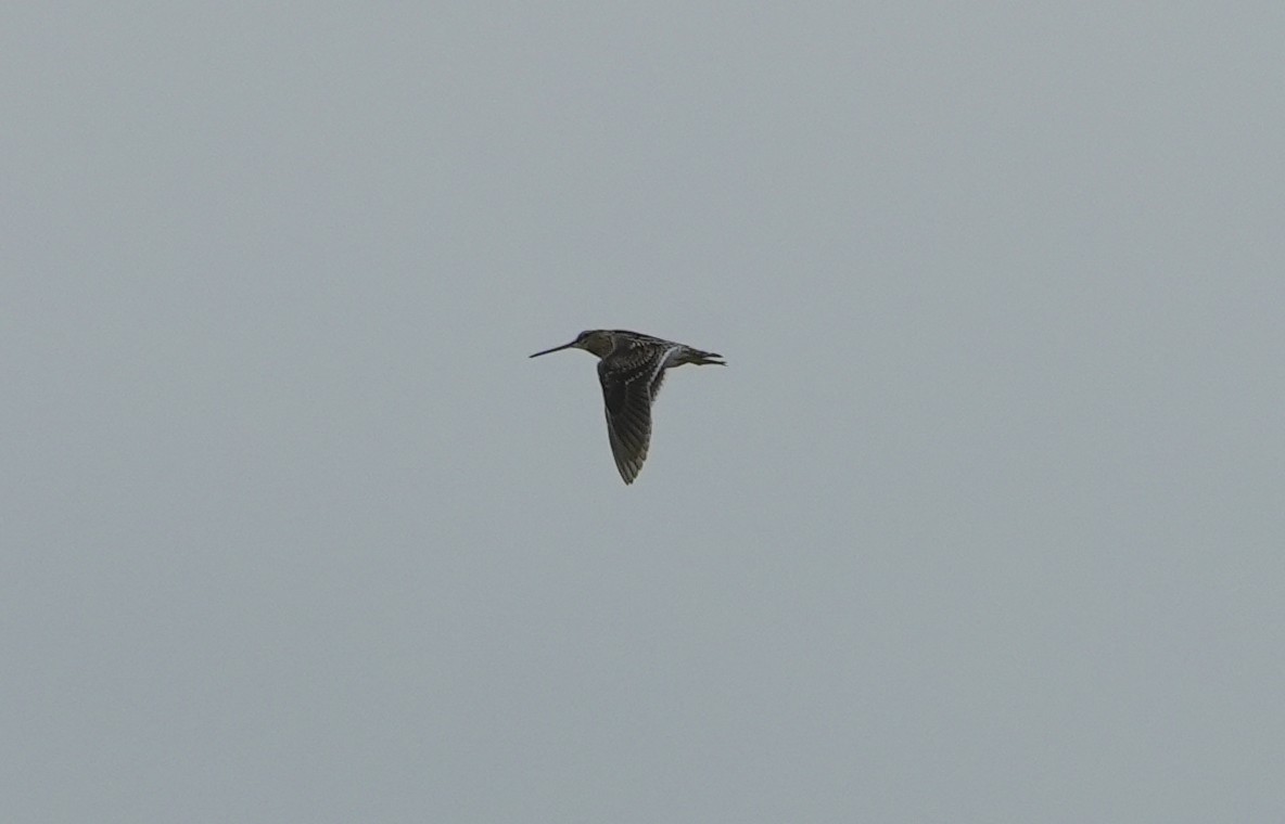 Common Snipe - ML612187126