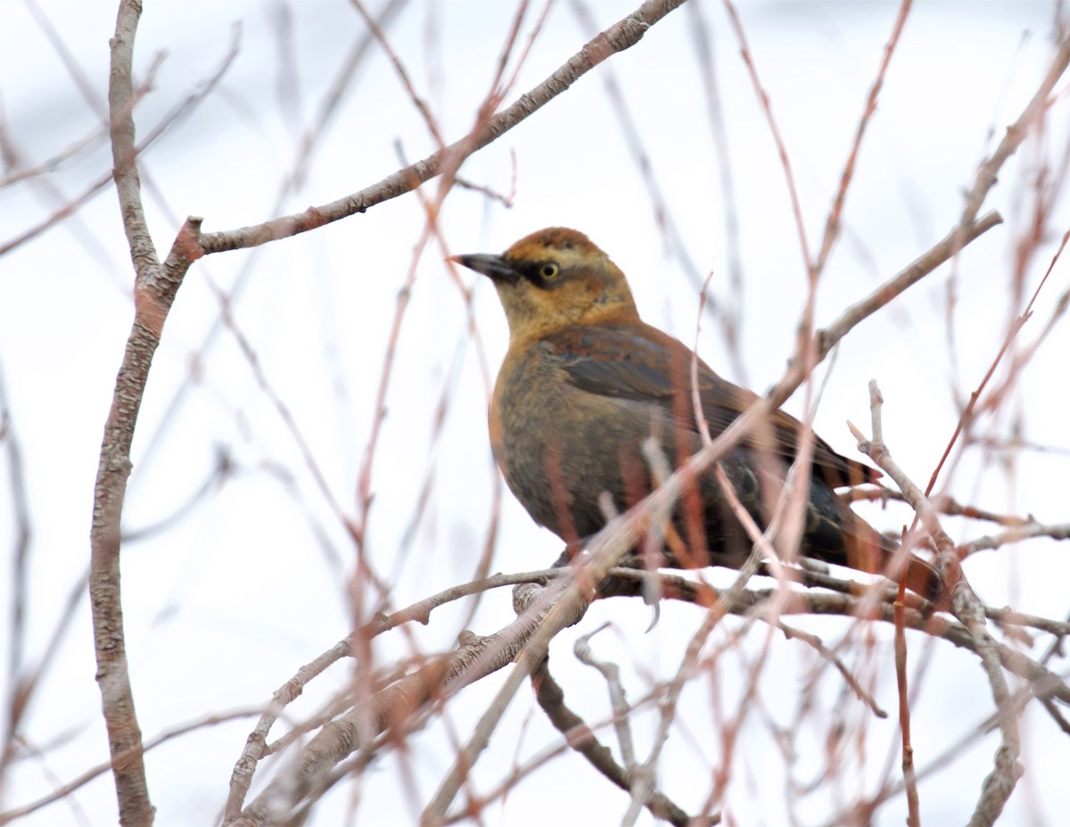 Rusty Blackbird - ML612187127