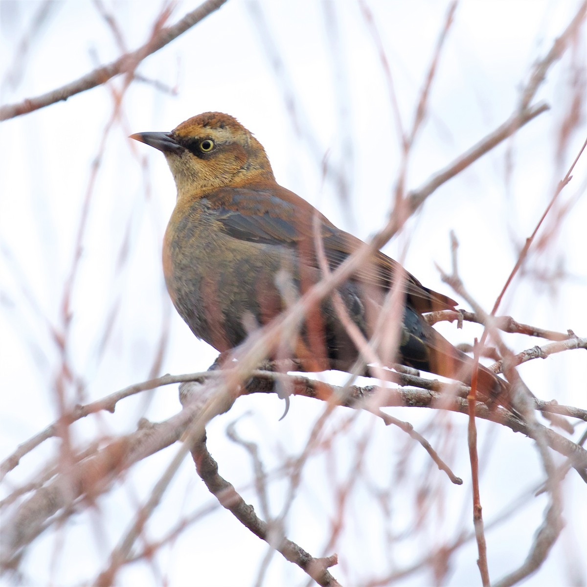 Rusty Blackbird - ML612187128