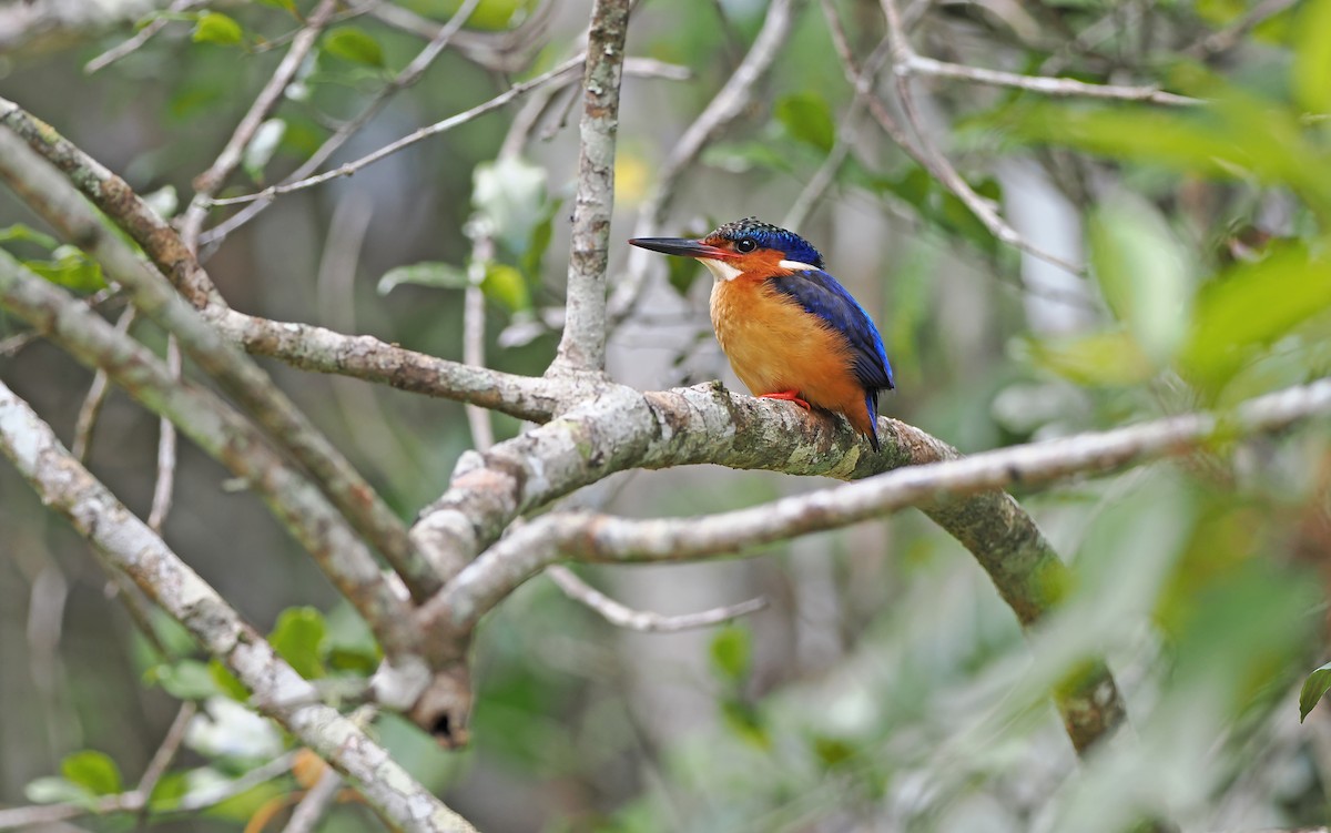 Malagasy Kingfisher - ML612187166