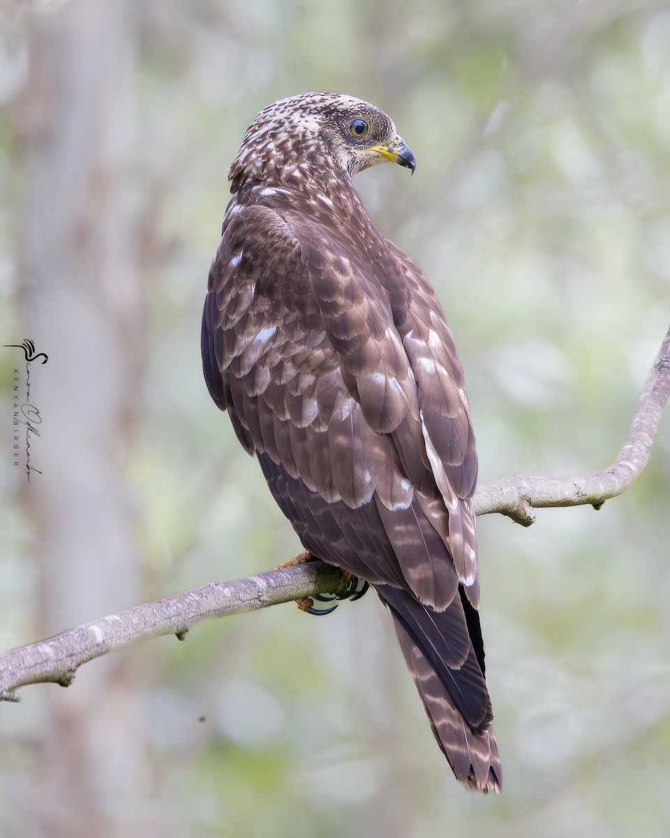 European Honey-buzzard - ML612187205