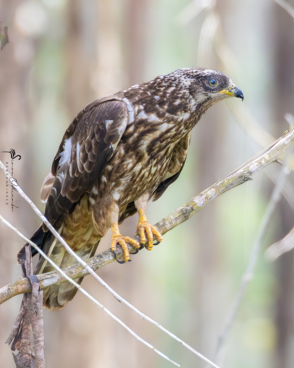 European Honey-buzzard - ML612187209