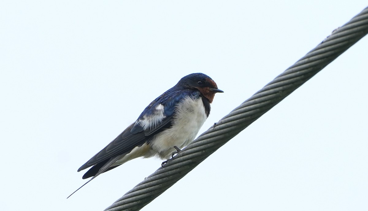 Barn Swallow (Buff-bellied) - ML612187249