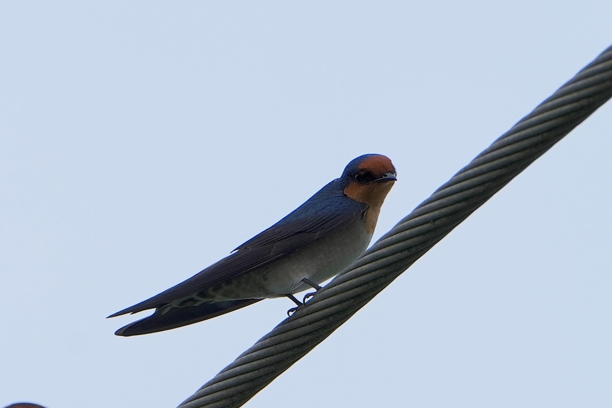 Pacific Swallow - ML612187252
