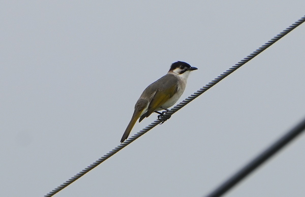 Styan's Bulbul - ML612187341