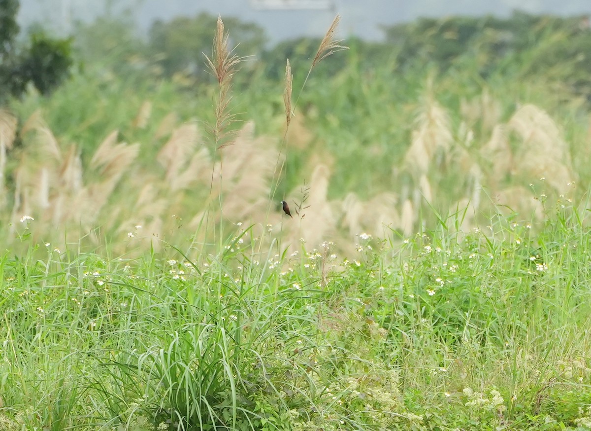 Chestnut Munia - ML612187345