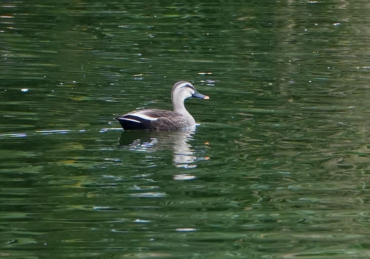 Eastern Spot-billed Duck - ML612187385
