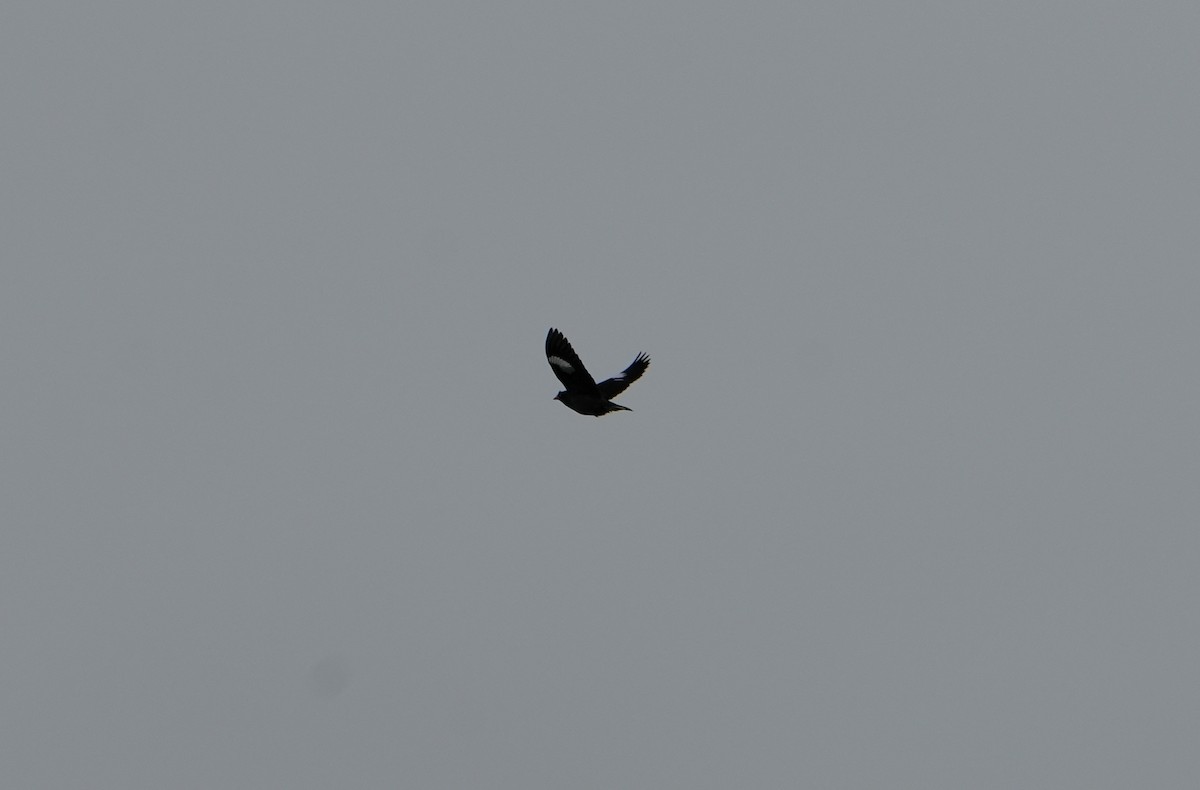 Javan Myna - ML612187418