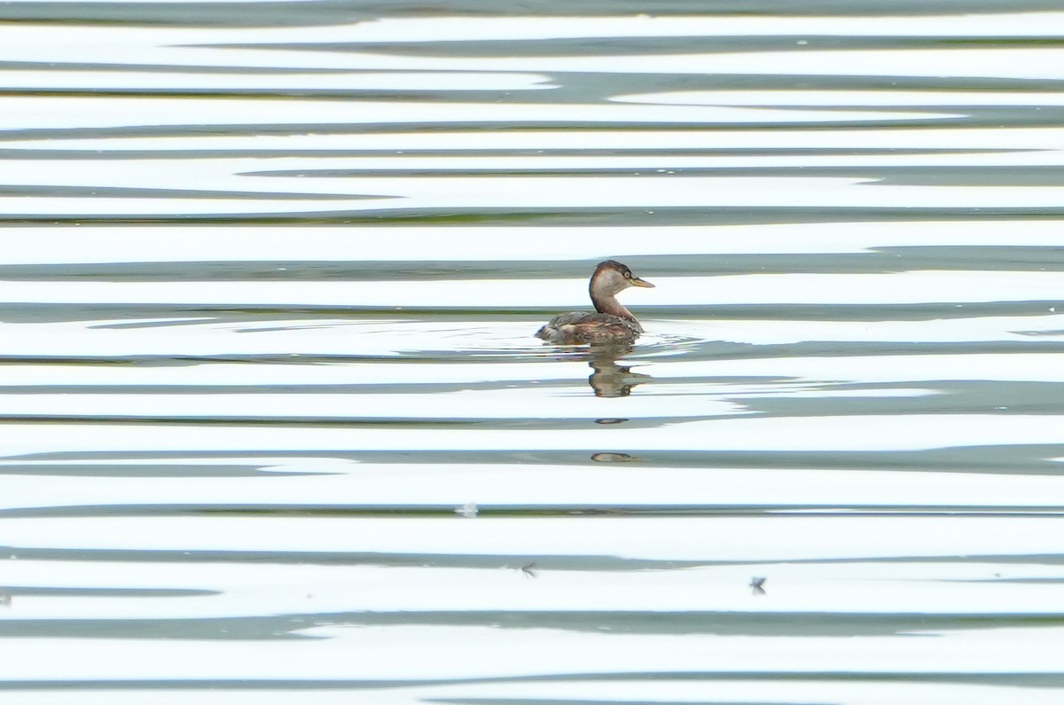 Little Grebe (Little) - ML612187459